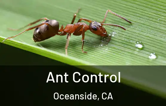  Ant Control Oceanside, CA