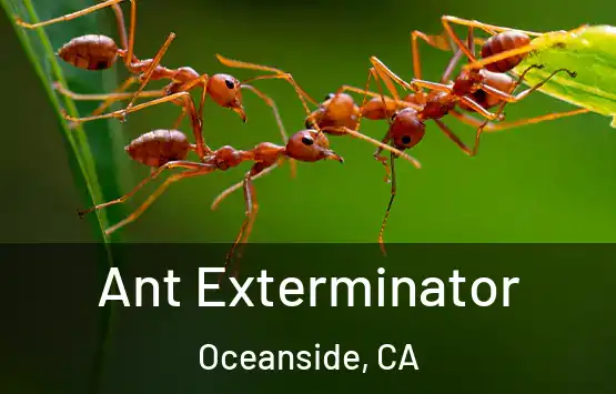  Ant Exterminator Oceanside, CA
