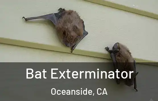  Bat Exterminator Oceanside, CA