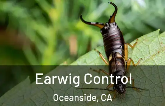  Earwig Control Oceanside, CA