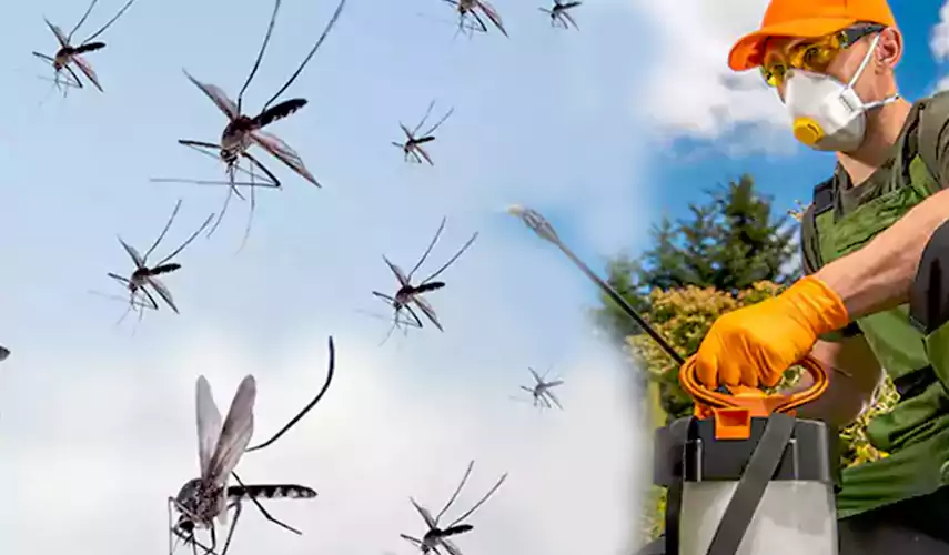 Mosquito Pest Control in Oceanside, CA