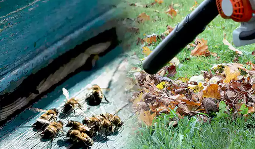 Wasps Pest Control Oceanside, CA