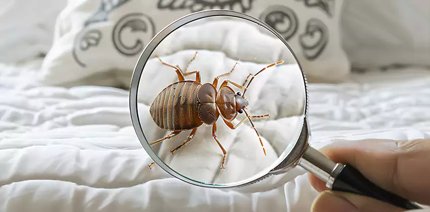 bed-bug-pest-control in Oceanside, CA