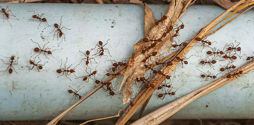 Fire Ant Extermination in Yards, Parks, and Outdoor Spaces Oceanside, CA