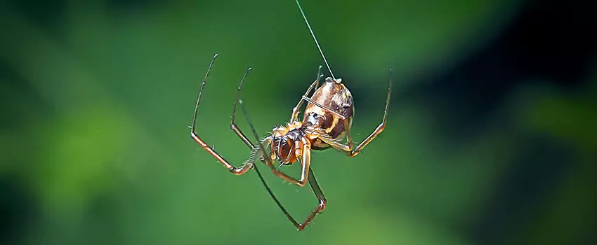 Spider and Mosquito Control Solutions Oceanside, CA