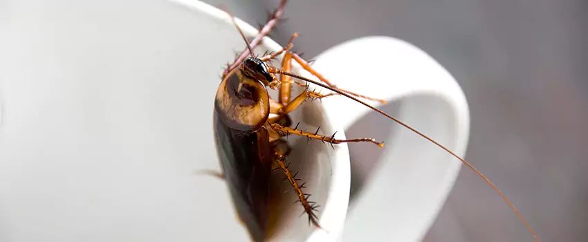 cockroach-treatment in Oceanside, CA