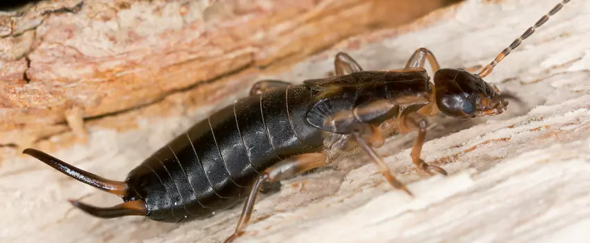 earwig-control in Oceanside, CA