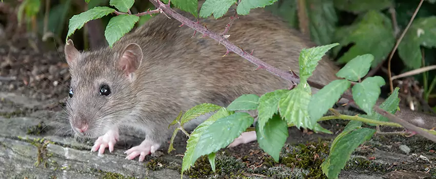 mice-control in Oceanside, CA