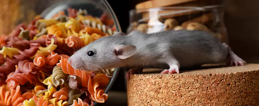 mouse-exterminator in Oceanside, CA