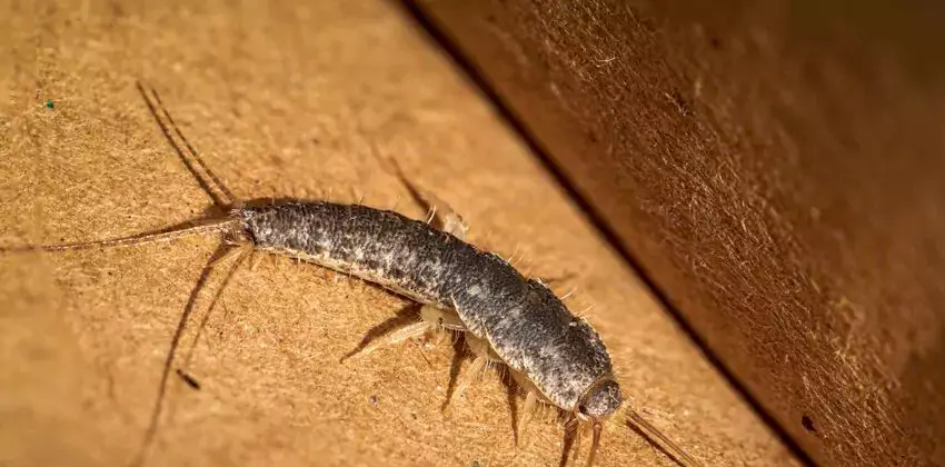 silverfish-control in Oceanside, CA