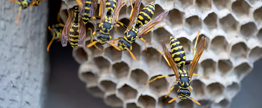 wasp-pest-control in Oceanside, CA