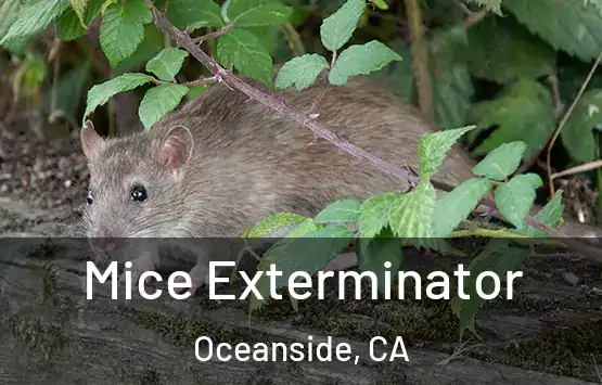  Mice Exterminator Oceanside, CA