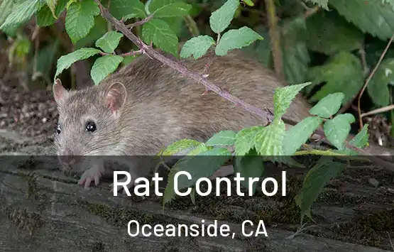  Rat Control Oceanside, CA