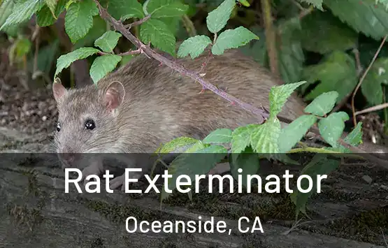  Rat Exterminator Oceanside, CA