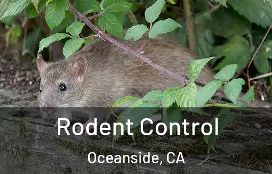  Rodent Control Oceanside, CA