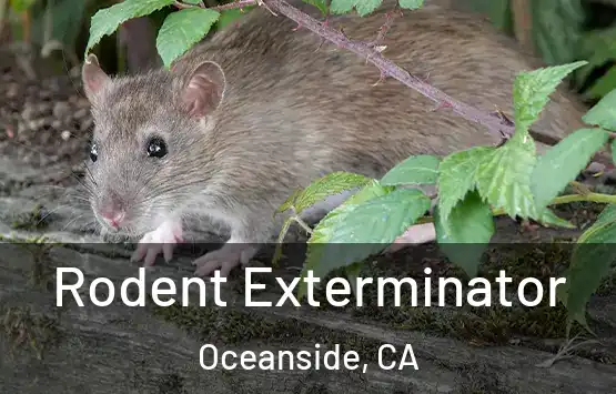  Rodent Exterminator Oceanside, CA