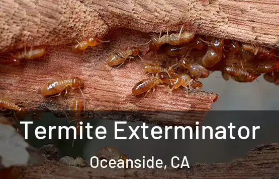 Termite Exterminator Oceanside, CA