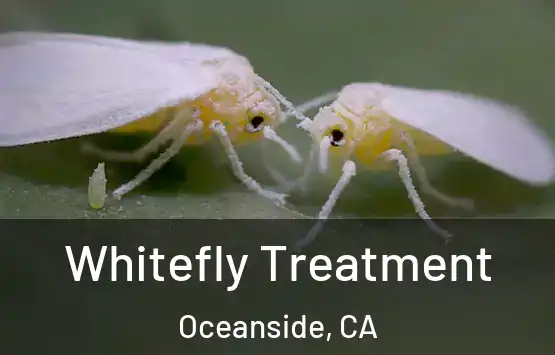  Whitefly Treatment Oceanside, CA