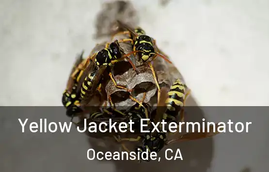  Yellow Jacket Exterminator Oceanside, CA
